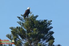 Bald-Eagle-Perched-Shakett-Creek-FZ80-11-28-2019-Pcomposed_000032_02