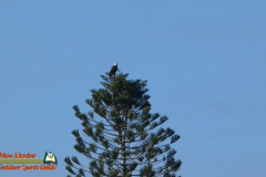 Bald-Eagle-Perched-Shakett-Creek-FZ80-11-28-2019-Pcomposed_000124_04