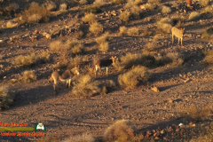 Burros-Mile-West-Mine-Anafi-01-12-2020-Pcomposed_000110_05