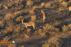 Burros-Mile-West-Mine-Anafi-01-12-2020-Pcomposed_000203_08
