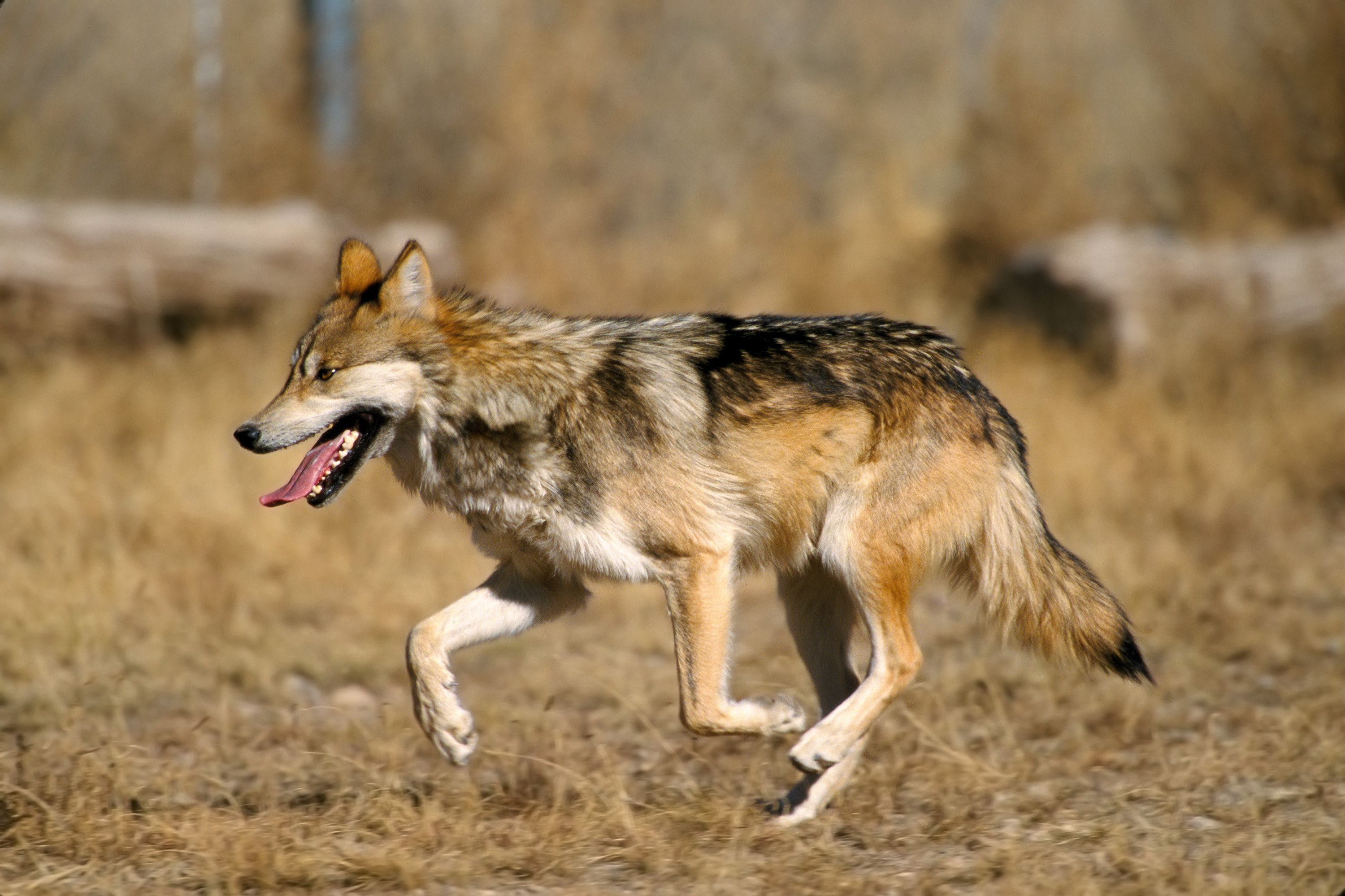 Mexican Wolf Reintroduction Project Monthly Update