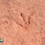 Red Cliffs Dinosaur Tracks