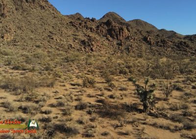 Mojave Desert Saguaro Garden Anafi 01-08-2020