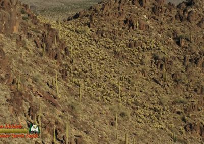 Mojave Desert Saguaro Garden Anafi 01-08-2020