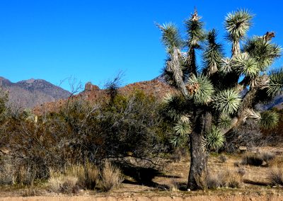 Saguaro Garden Lumix FZ80 01-08-2020