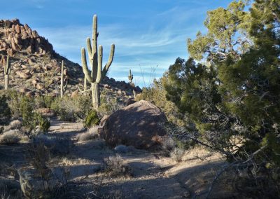 Saguaro Garden Lumix FZ80 01-08-2020
