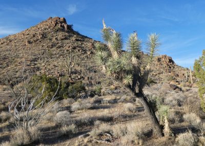 Saguaro Garden Lumix FZ80 01-08-2020