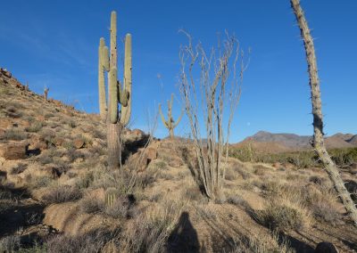 Saguaro Garden Lumix FZ80 01-08-2020