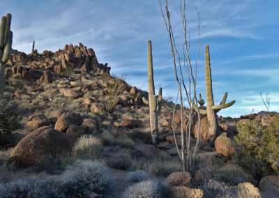 Saguaro Garden Lumix FZ80 01-08-2020