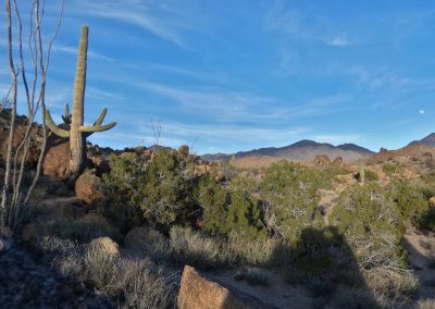 Saguaro Garden Lumix FZ80 01-08-2020