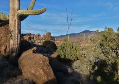 Saguaro Garden Lumix FZ80 01-08-2020