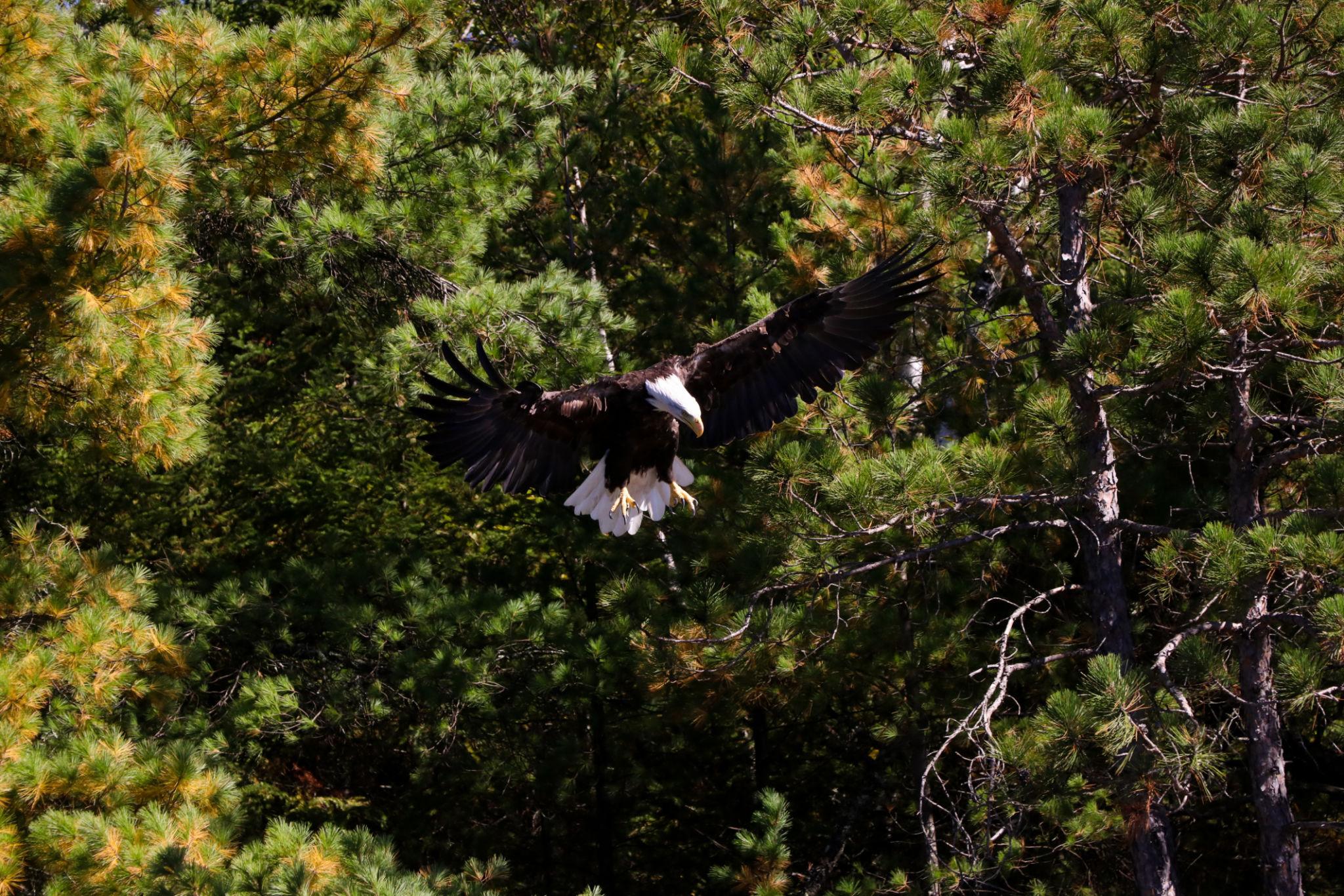 Bald Eagle Ruidoso