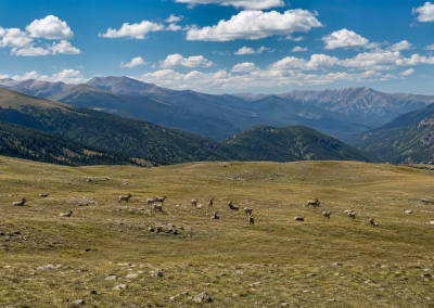 Latir Peak Bighorn