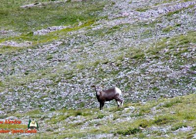 Latir Peak Bighorns 00:01:28 07