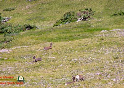 Latir Peak Bighorns 00:01:43 09