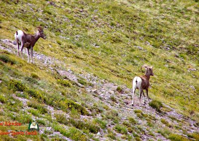 Latir Peak Bighorns 00:02:07 11