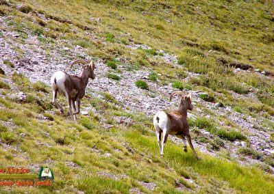 Latir Peak Bighorns 00:02:17 12