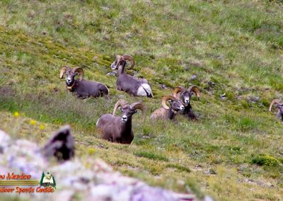 Latir Peak Bighorns 00:02:34 13