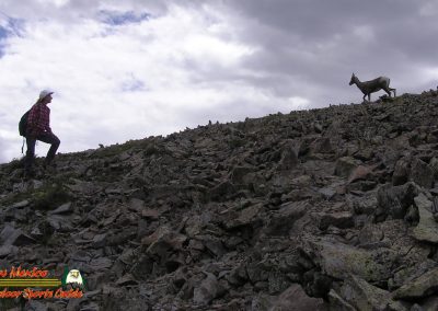 Latir Peak Bighorns 00:02:53 14