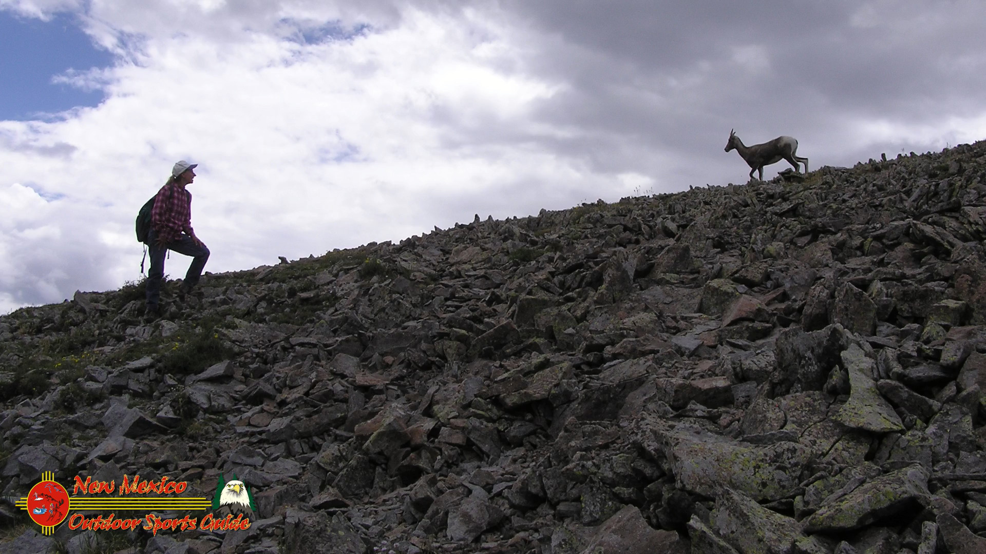 Latir Peak Bighorns 00:02:53 14