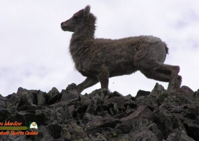 Latir Peak Bighorns 00:03:05 15