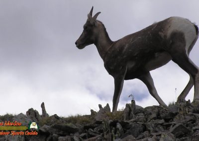 Latir Peak Bighorns 00:03:19 16
