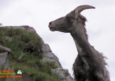 Latir Peak Bighorns 00:03:42 18