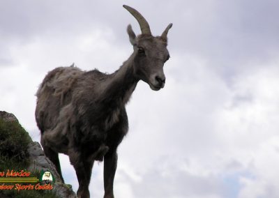 Latir Peak Bighorns 00:03:57 19