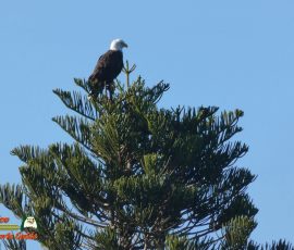 Bald-Eagle-Perched-Shakett-Creek-FZ80-11-28-2019-Pcomposed_000021_01