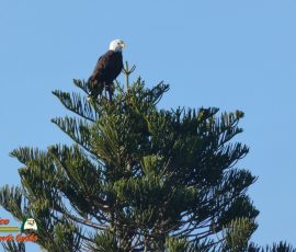 Bald-Eagle-Perched-Shakett-Creek-FZ80-11-28-2019-Pcomposed_000032_02