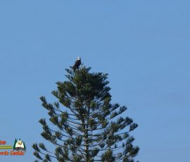 Bald-Eagle-Perched-Shakett-Creek-FZ80-11-28-2019-Pcomposed_000124_04