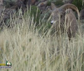 New Mexico Outdoors Photos 24 Bighorn-Sheep-mpv-shot0001