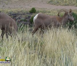 New Mexico Outdoors Photos 25 Bighorn-Sheep-mpv-shot0002