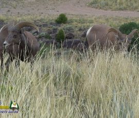 New Mexico Outdoors Photos 28 Bighorn-Sheep-mpv-shot0003