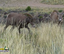 New Mexico Outdoors Photos 26 Bighorn-Sheep-mpv-shot0004