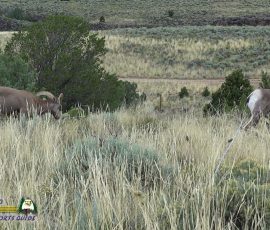 New Mexico Outdoors Photos 27 Bighorn-Sheep-mpv-shot0005