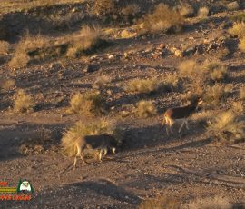 Burros-Mile-West-Mine-Anafi-01-12-2020-Pcomposed_000052_03