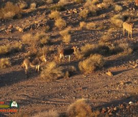 Burros-Mile-West-Mine-Anafi-01-12-2020-Pcomposed_000110_05