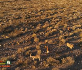 Burros-Mile-West-Mine-Anafi-01-12-2020-Pcomposed_000156_07