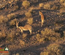 Burros-Mile-West-Mine-Anafi-01-12-2020-Pcomposed_000203_08