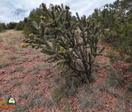 New Mexico Outdoors Photos 8 Hiking-Arroyo-Hondo-Trail-Action4-08-15-2025_000042_02