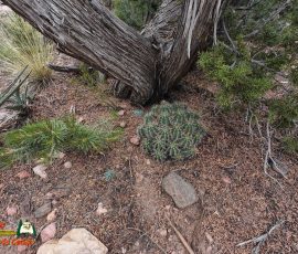 New Mexico Outdoors Photos 12 Hiking-Arroyo-Hondo-Trail-Action4-08-15-2025_000256_05