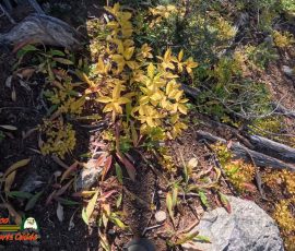 New Mexico Outdoors Photos 62 Hiking-Ski-Santa-Fe-09-29-2024_000515_12