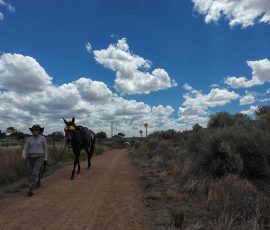 New Mexico Outdoors Photos 1 Mule Sunglasses Santa Fe Rail Trail 06 30 2026 Action4