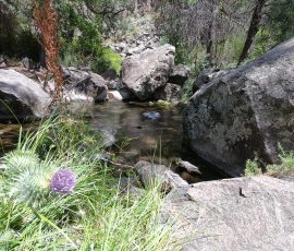Wild Rivers Big Arsenic