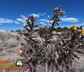 New Mexico Outdoors Photos 83 Santa Fe Rail Trail 03-10-2026 Action 4